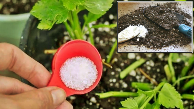 bicarbonato-de-sodio-plagas-hormigas-plantas